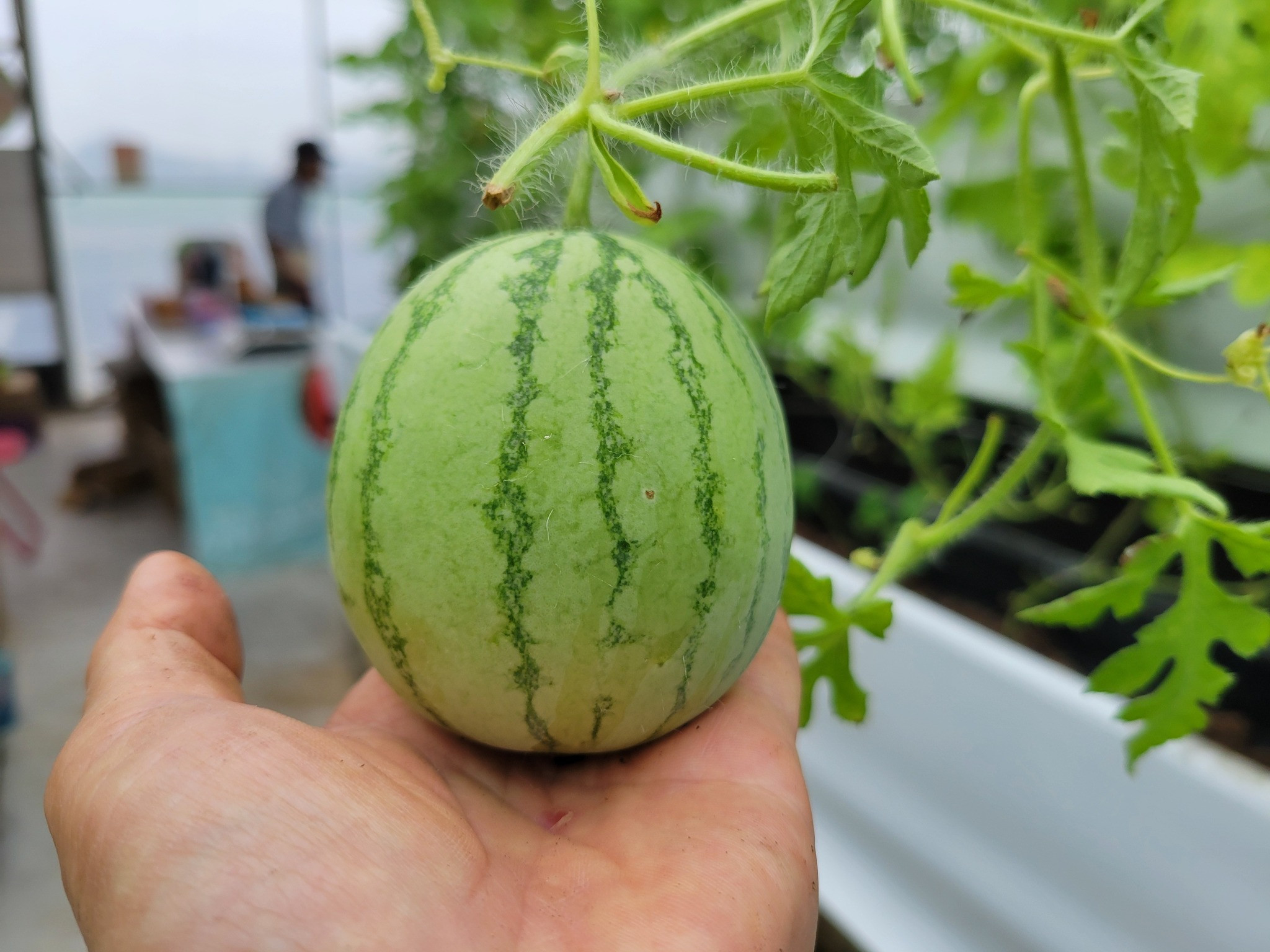 桃園青青草莓蔬果農場(草莓/小西瓜/香瓜)