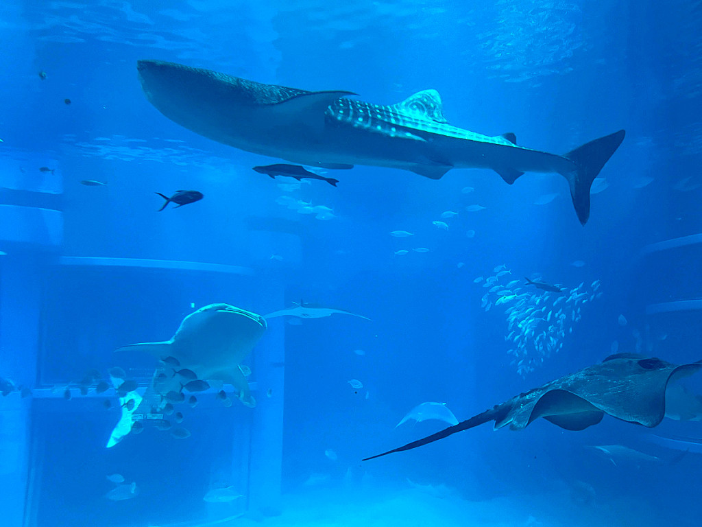 日本-大阪海遊館