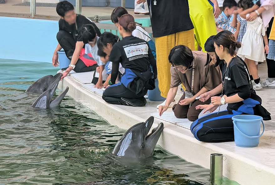 日本大阪-諾亞海豚館NOAH DOLPHIN DOME(ノアドルフィンドーム)