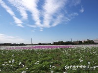 2013 桃園蘆竹花海 - 心形花海真浪漫(結束營業)