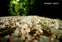 銅鑼竹森村桐花祕境