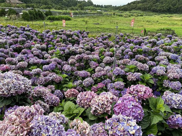 大賞園繡球花